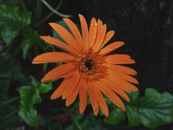 Close-up of orange flower