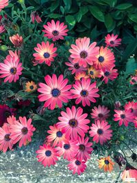 High angle view of pink flowering plants in park