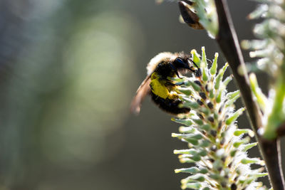 Close-up of bee pollinating flower