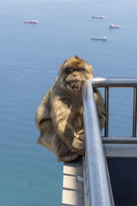 Monkey on the sea