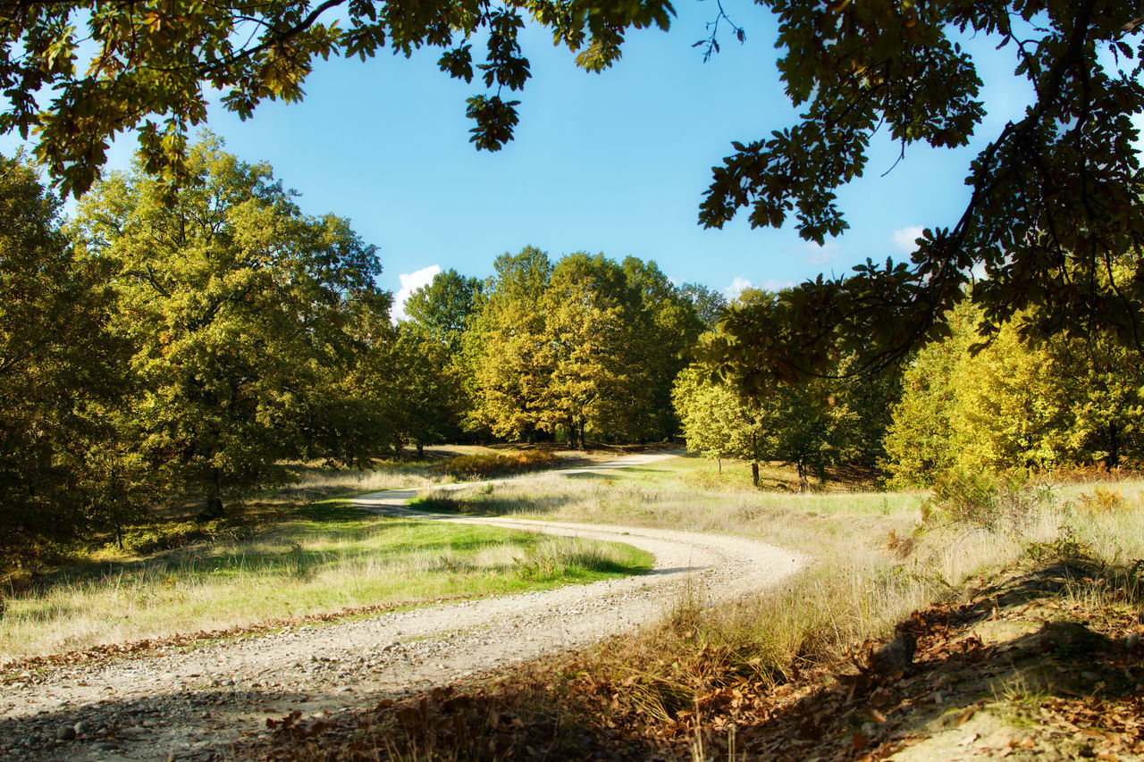 ROAD AMIDST TREES IN FOREST