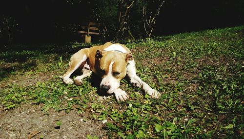 High angle view of dog on field