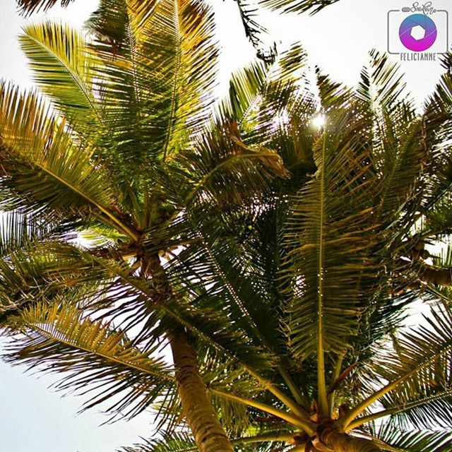 palm tree, low angle view, tree, growth, leaf, palm leaf, branch, nature, green color, clear sky, sky, tranquility, beauty in nature, coconut palm tree, day, outdoors, tropical tree, no people, tree trunk, tall - high