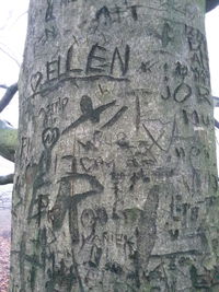 Low angle view of tree trunk