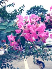 Close-up of pink flowering plant