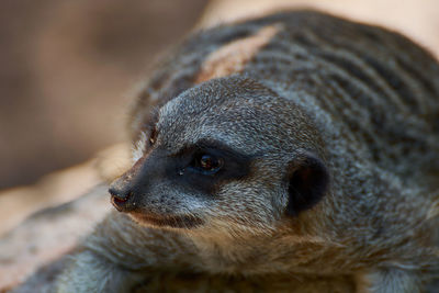 Suricate standing on the rock