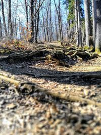 Trees in forest