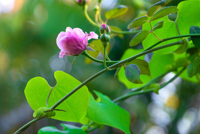 Close-up of pink flowering plant