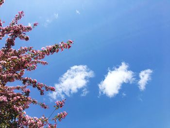 Low angle view of pink flowering plant against blue sky