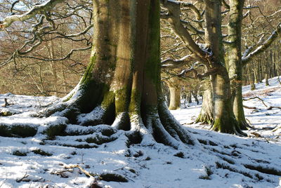 Trees in snow covered forest