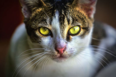 Close-up portrait of a cat