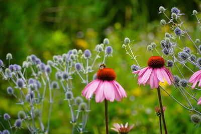 Close-up of purple flowering plants on field