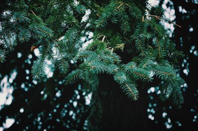 Low angle view of tree branches