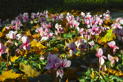 Close-up of flowers blooming in field