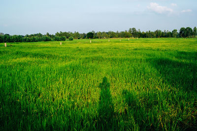 Scenic view of agricultural field against sky