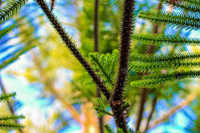 Close-up of fern growing on tree