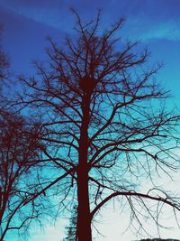 Low angle view of bare tree against sky