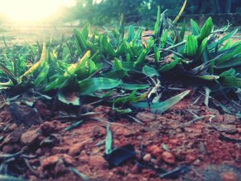 Close-up of plant growing on field