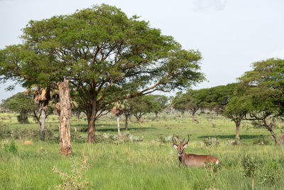 Defassa waterbuck, kobus defassa, murchison falls national park, uganda