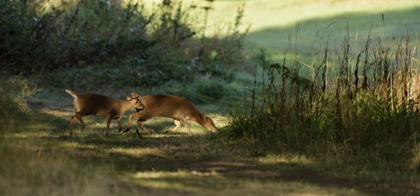 View of a sheep on field