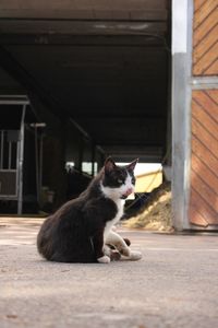 Cat sitting on a street