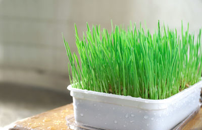 Close-up of potted plant in container