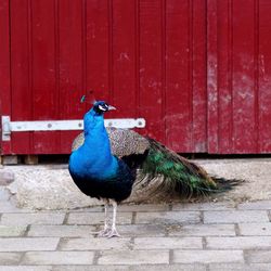 Peacock in zoo