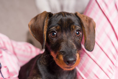 Close-up portrait of puppy