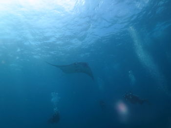 Scuba divers by fish swimming in sea