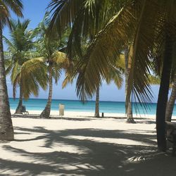 Palm trees on beach against blue sky