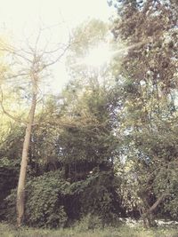 Trees in forest against sky