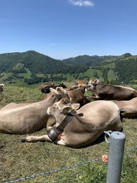 High angle view of cow on field by mountains against sky