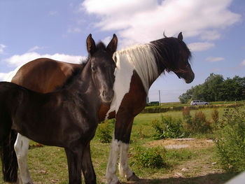 Horses standing on field against sky