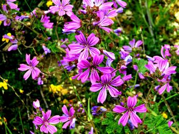 Close-up of pink flowers