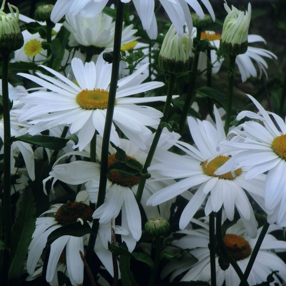 CLOSE-UP OF WHITE FLOWERS BLOOMING IN PLANT