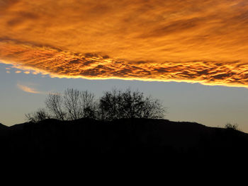 Low angle view of silhouette tree against sky during sunset