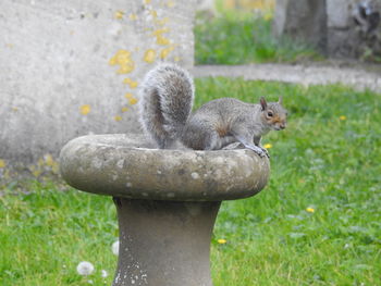 Squirrel sitting on grass