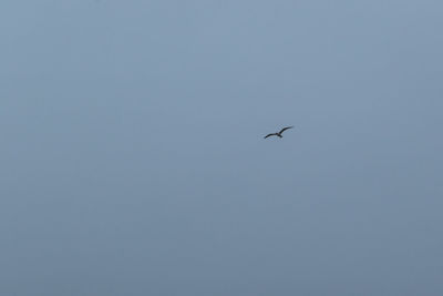 Low angle view of bird flying in sky