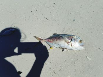 Shadow of person by dead fish on sand at beach