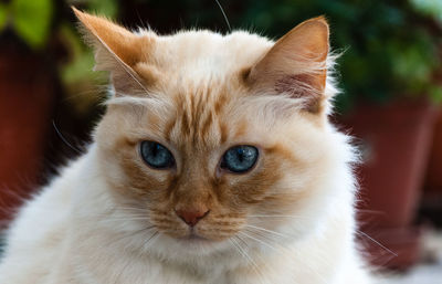 Close-up portrait of cat