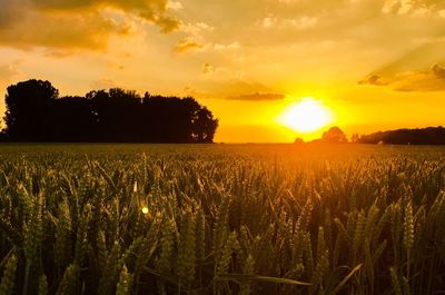 Scenic view of field against sky during sunset