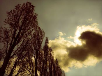 Low angle view of trees against cloudy sky