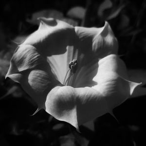 Close-up of white rose flower