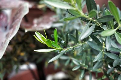 Close-up of green plant