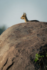 Klipspringer