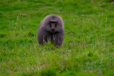 Monkey in a field