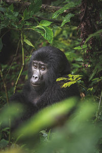 Portrait of monkey in a forest