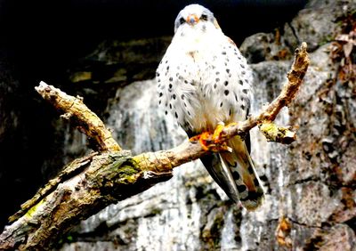 Low angle view of eagle perching on tree