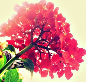 Close-up of red flowers