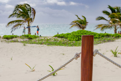 Close-up of palm tree on beach against sky